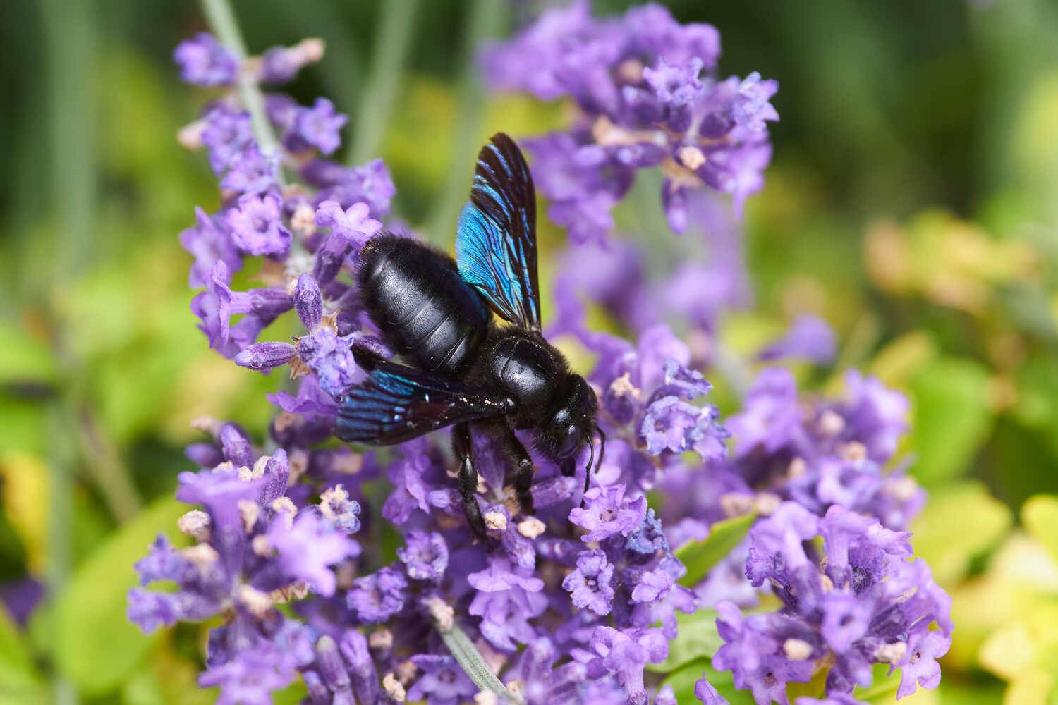 пчела, плотник, волгоград, пчела-плотник, , Павел Сторчилов