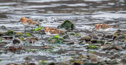Кулики-воробьи