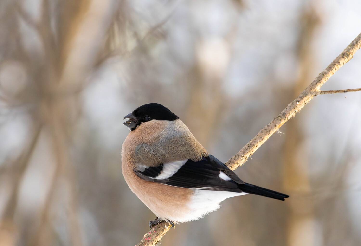 , Жуков Михаил