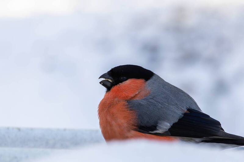 Снегирь фото превью