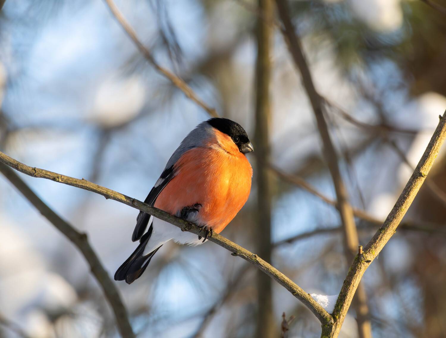 , Жуков Михаил