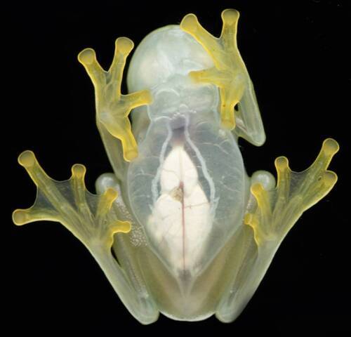 Glass frog organs