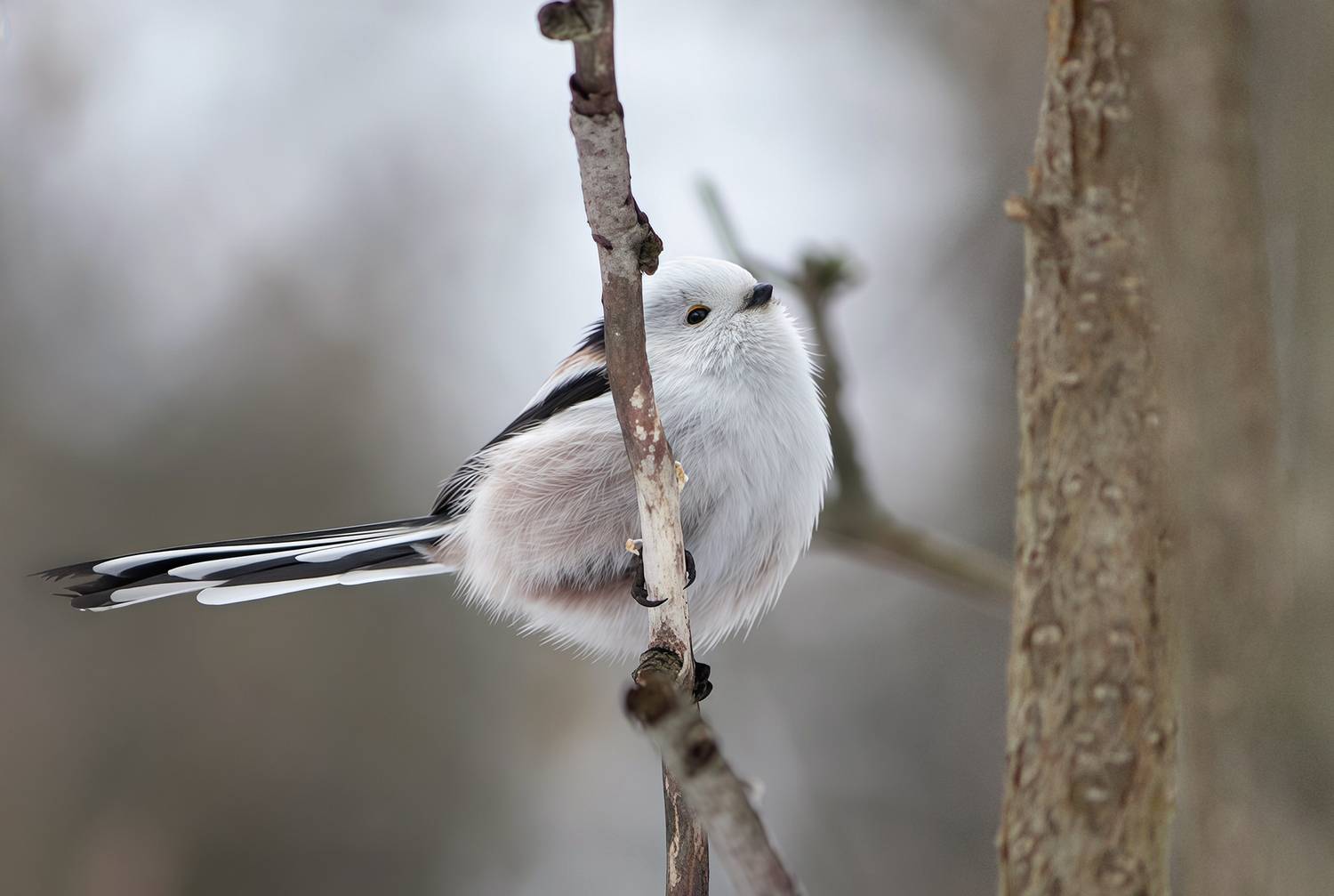 синица, длиннохвостая синица, ополовник, aegithalos caudatus, КарОл