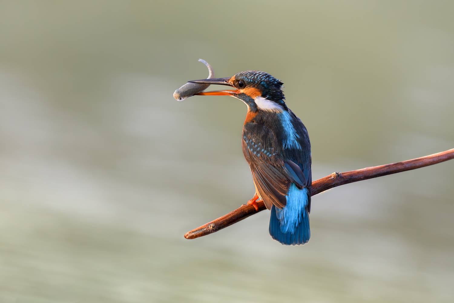 птица, фотоохота, зимородок, природа, фауна, Vladimir Kulikov