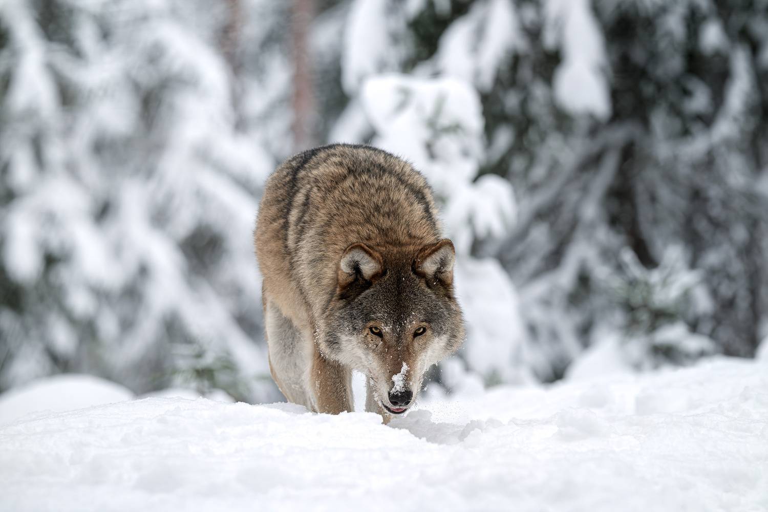 волк, природа, хищник, лес, зима, снег, фотоохота, wildlife, wolf, grey wolf, серый волк, животные, Михаил Ездаков