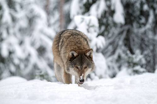 The hunter that finds you first