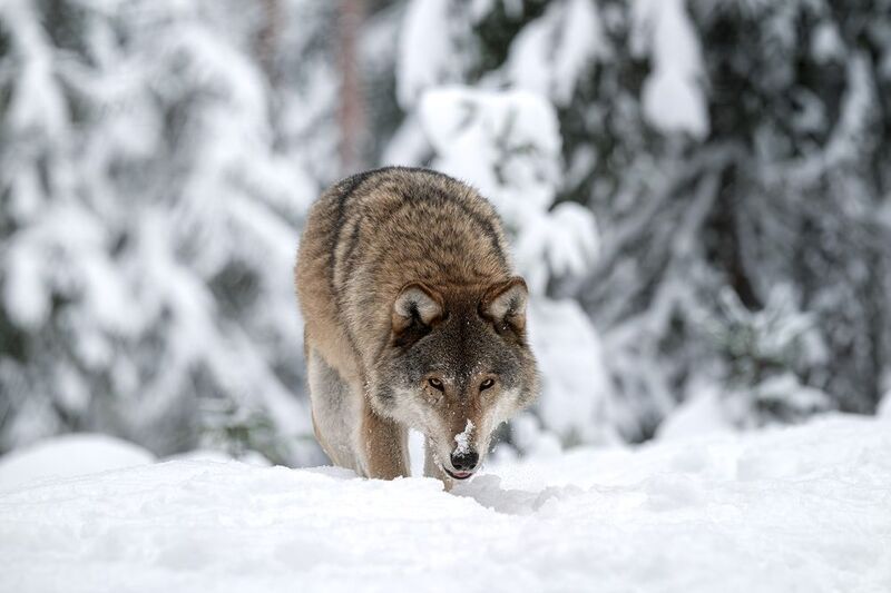 волк, природа, хищник, лес, зима, снег, фотоохота, wildlife, wolf, grey wolf, серый волк, животные The hunter that finds you first фото превью