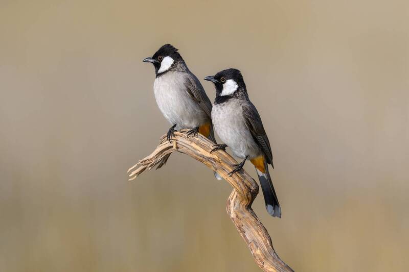 птица, фотоохота, бюльбюль, природа, фауна Бюльбюли фото превью