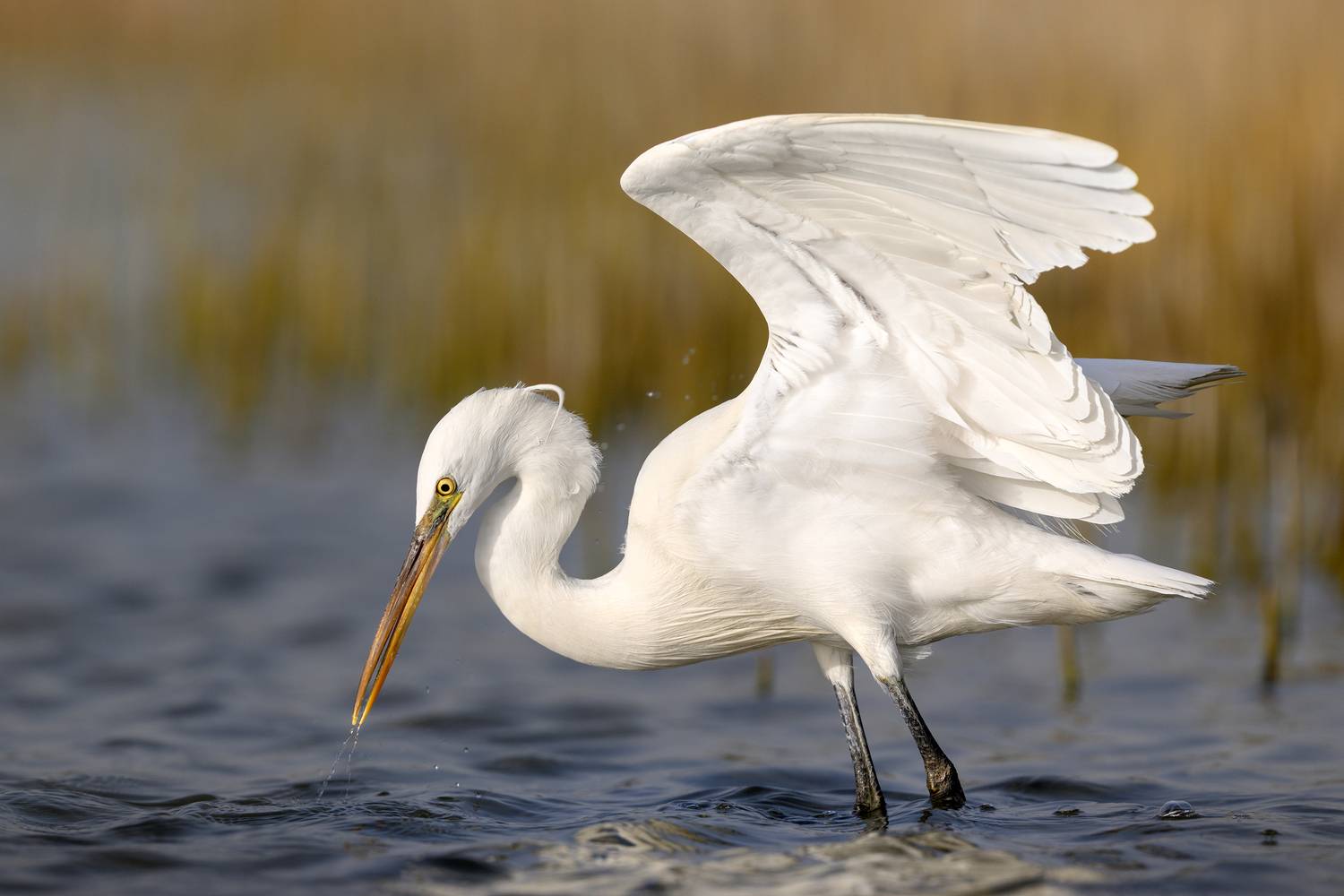 птица, фотоохота, цапля, природа, фауна, Vladimir Kulikov