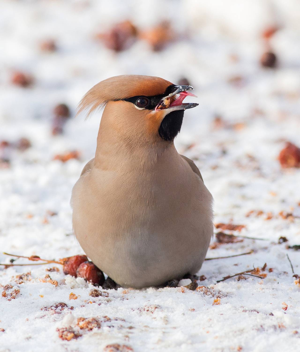 , Сосновских Вячеслав