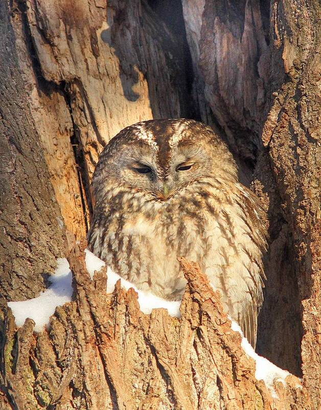 На солнышке фото превью