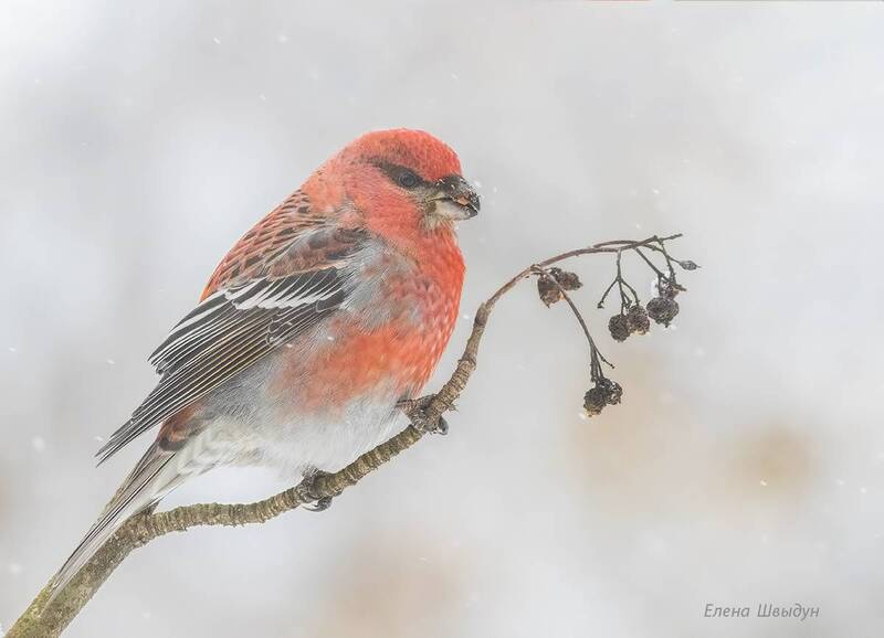 Гости с севера - щуры фото превью