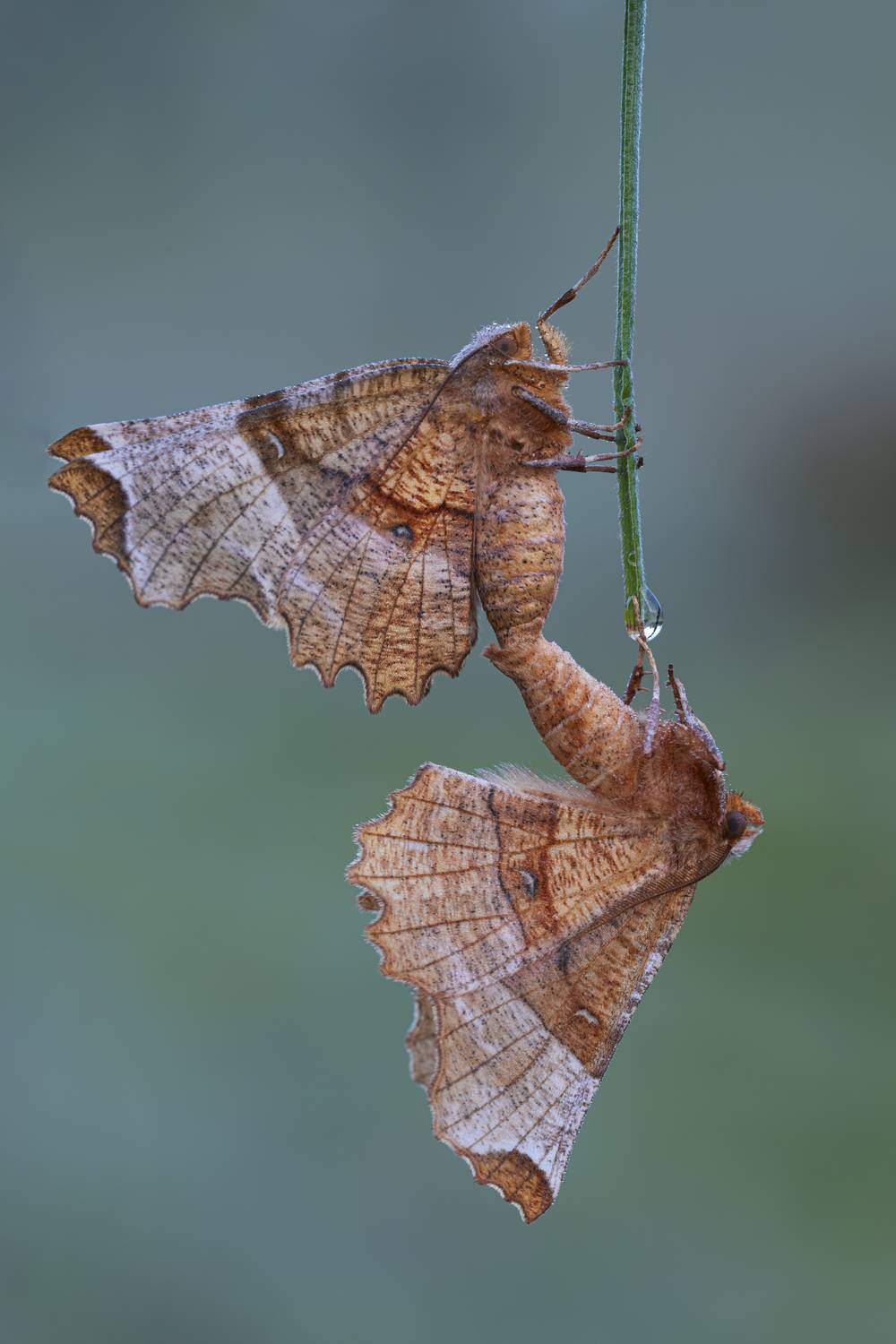 macrophotography, Camilla Zocchi