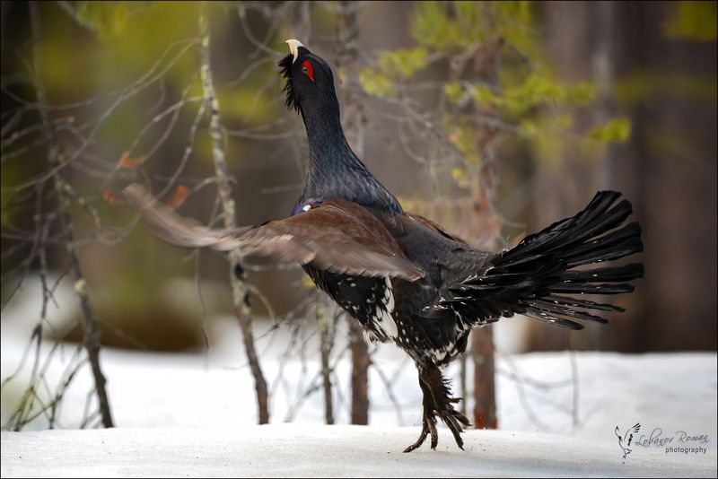 Танец на носочках фото превью