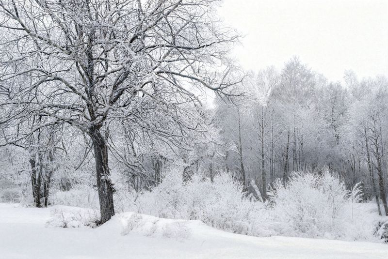 пейзаж, урал, зима, снег, иней Стужа фото превью
