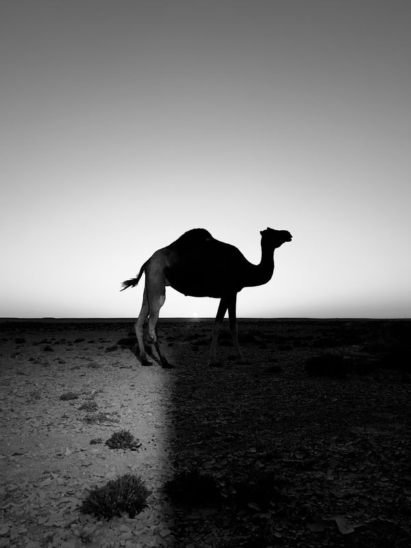 Camel Silhouette фото превью