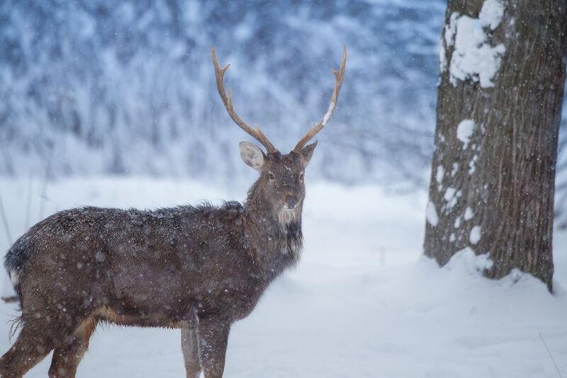 олень, deer, лес, снег, снежинки, forest, snow Самец и синий лес фото превью