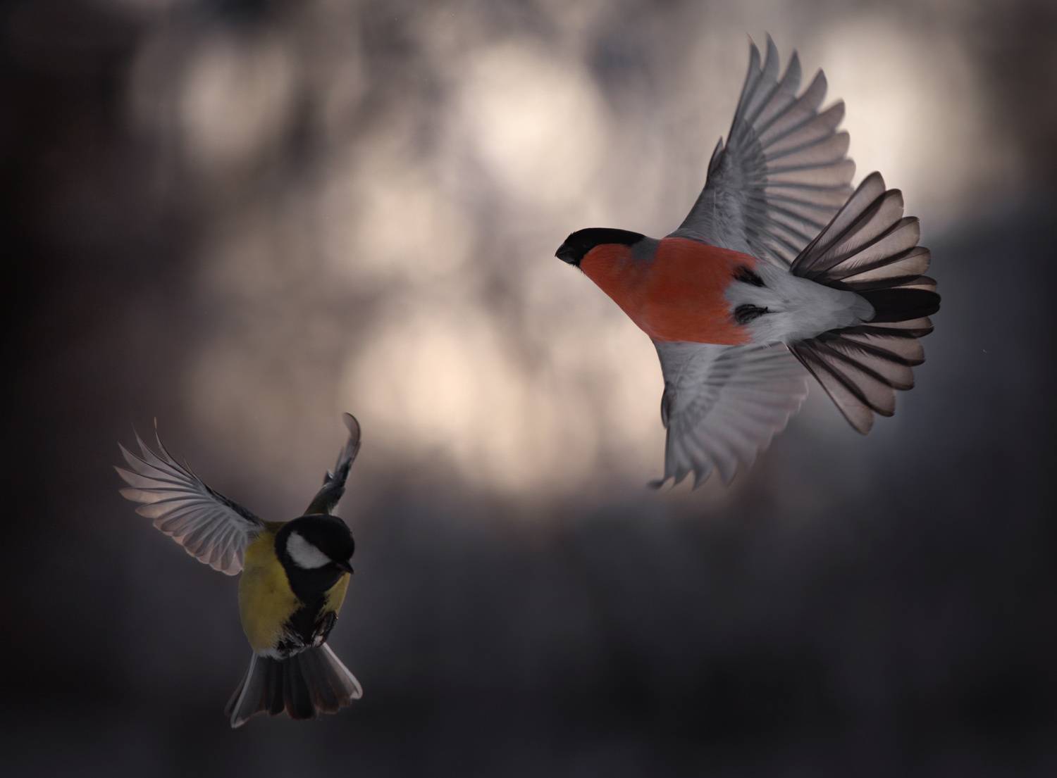 лес, свет, утро, природа, птицы, Баранов Олег