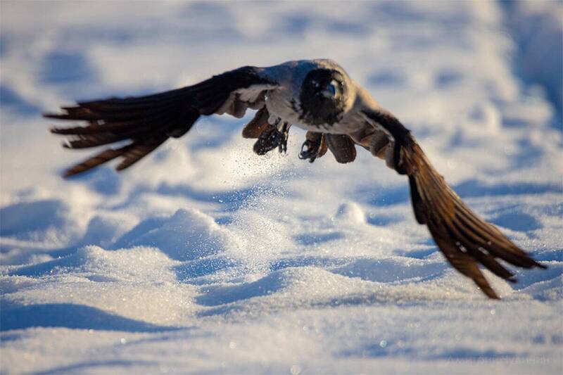 Хоба фото превью