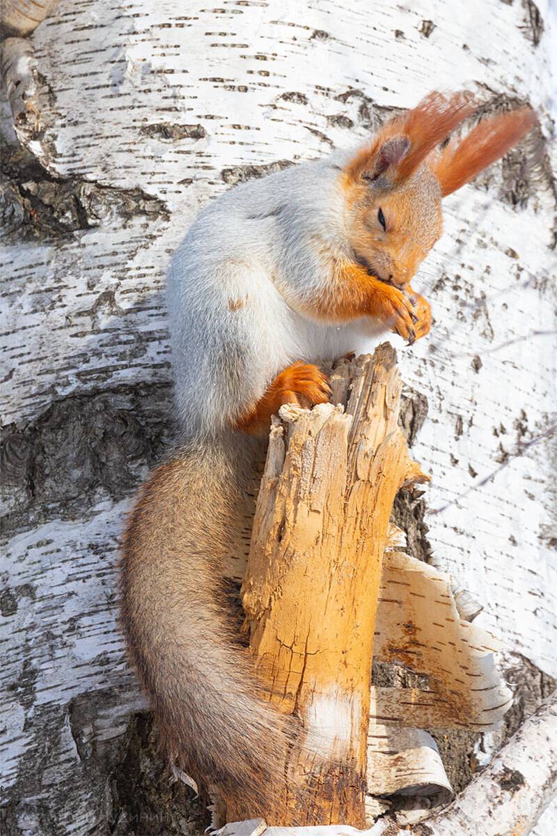 , Чудинин Дмитрий