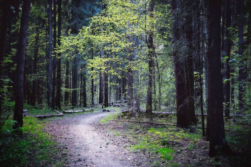 лес, деревья, листва, свет В весеннем лесу фото превью
