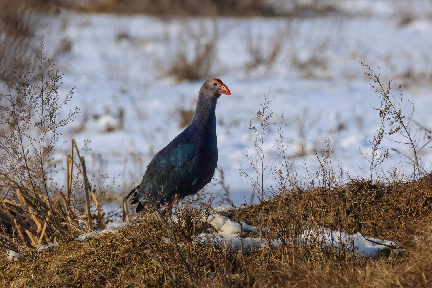 султанка,, Marat Magov