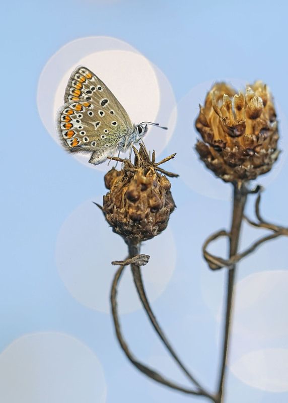 Голубянка на сухоцвете фото превью