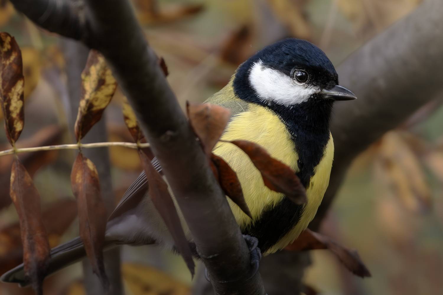 wildlife, birdwatching, nature, bird photography, птица, фотоохота, природа, большая синица, Полина Шальнева