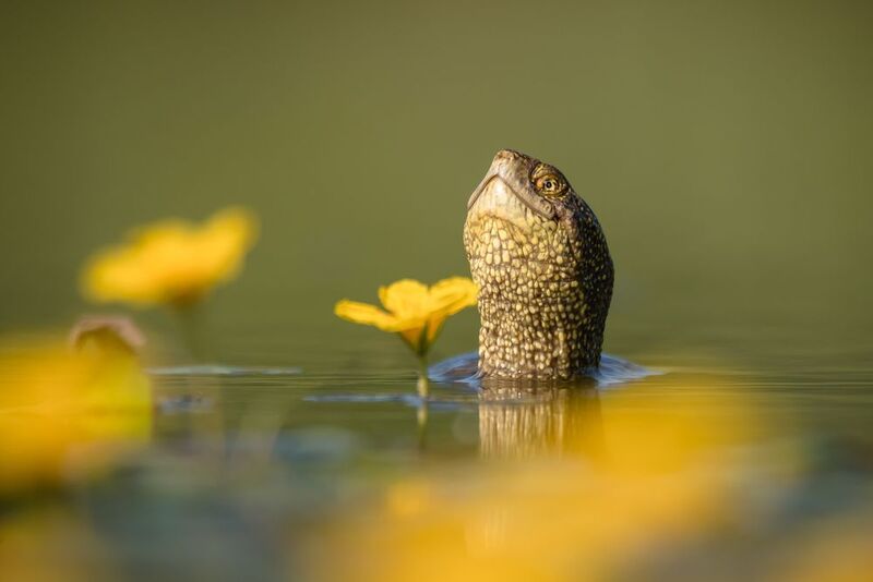 Притворство фото превью