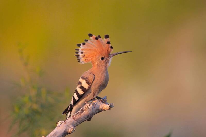 удод, upupa epops, Афина Паллада фото превью
