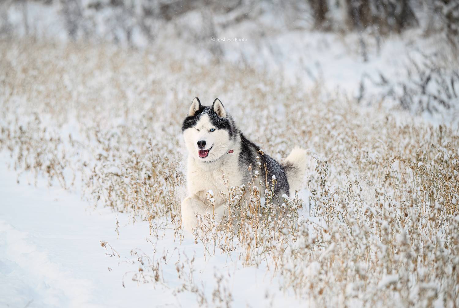 Хаски, собака, Ирешева Мария