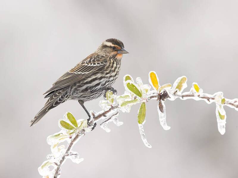 red-winged blackbird, красноплечий трупиал, зима, winter bird, птицы, snow, winter, cold, blackbird, трупиал Female Red-Winged Blackbird - Cамка Красноплечий трупиал фото превью