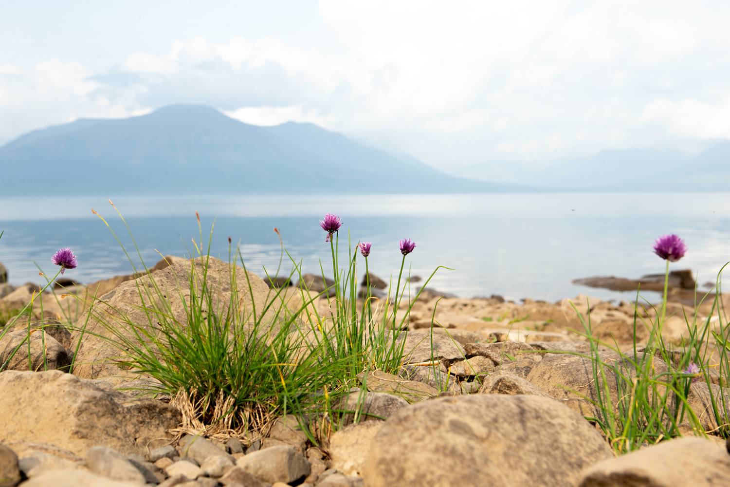 Полуостров Таймыр,озеро Лама,лук арктический, Башкин Георгий