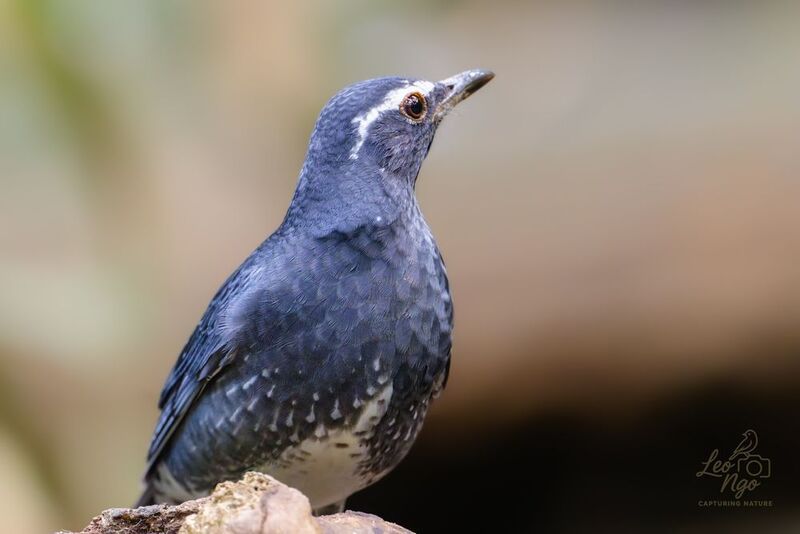 Siberian Thrush. фото превью