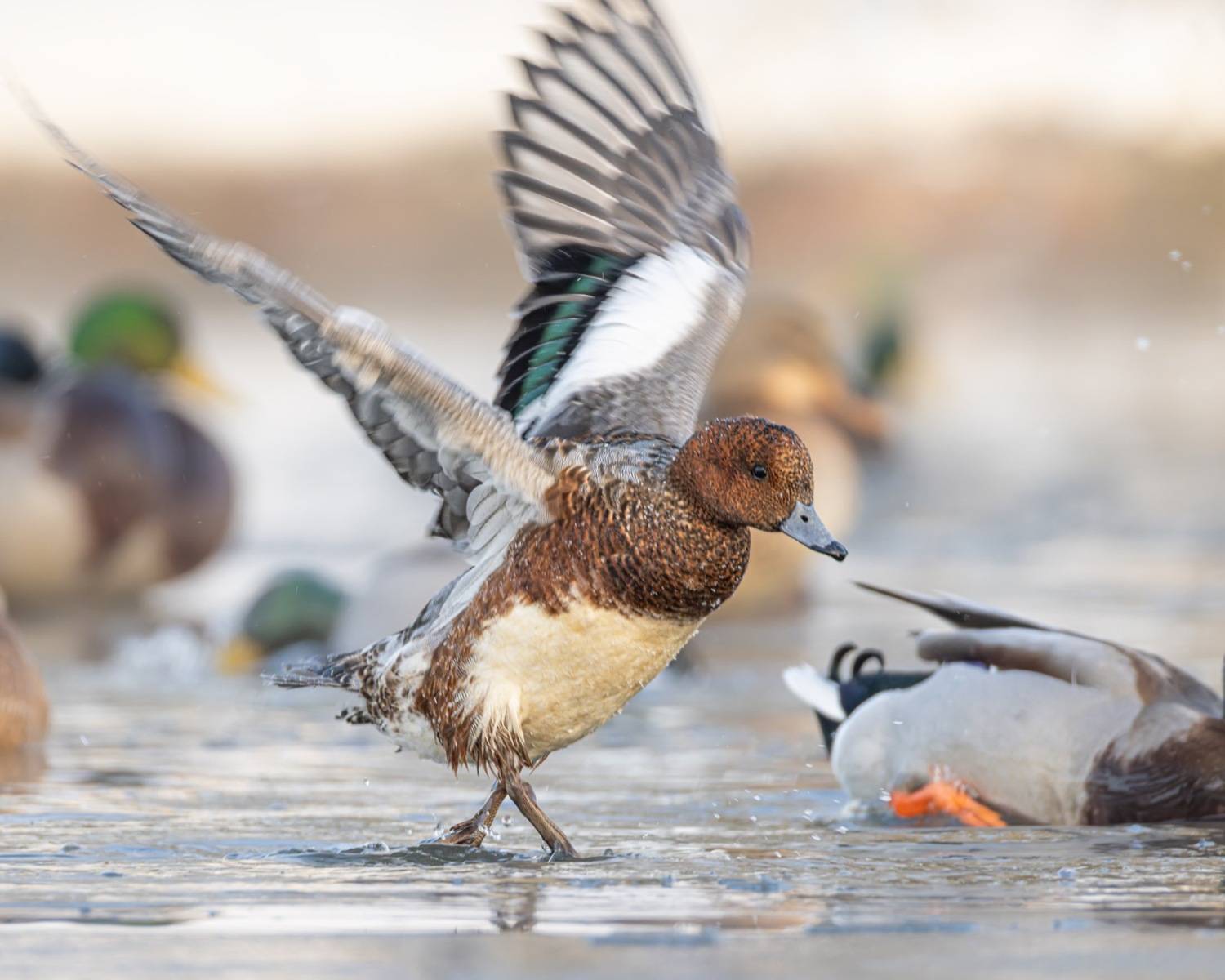 свиязь, птицы, утка, Ruslan Pl