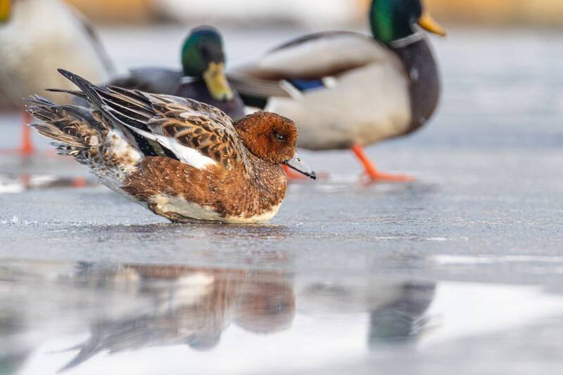 свиязь, утка, птицы Очень холодно фото превью