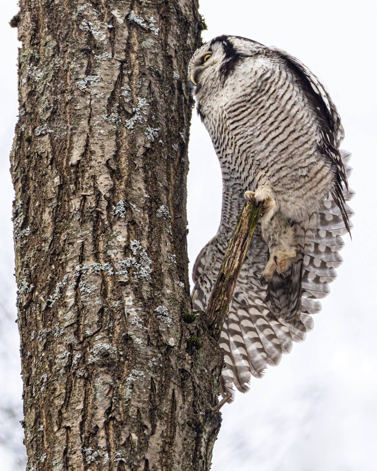 сова, ястребиная сова, птицы, Ruslan Pl