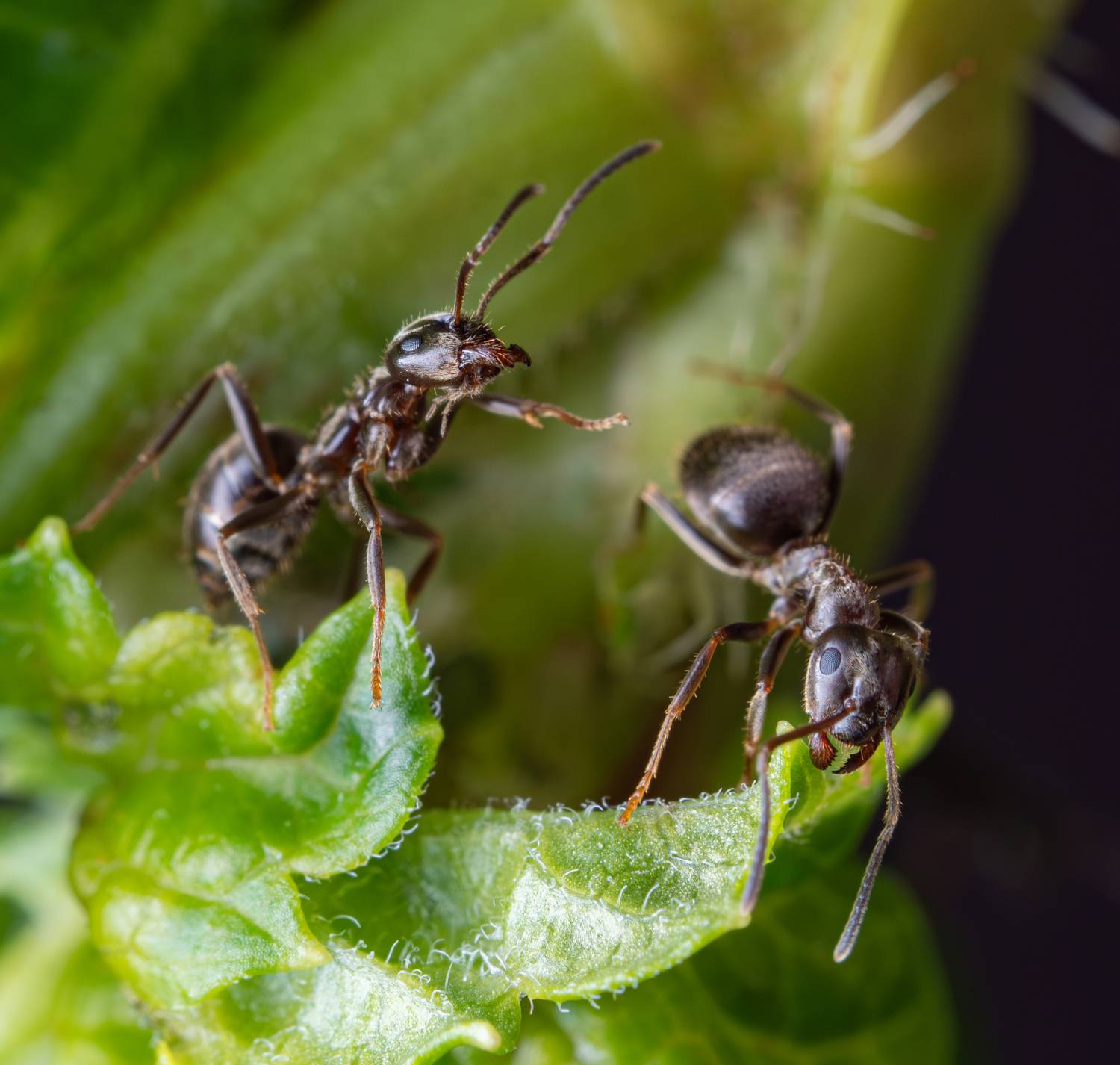 муравей, Миша Усольцев