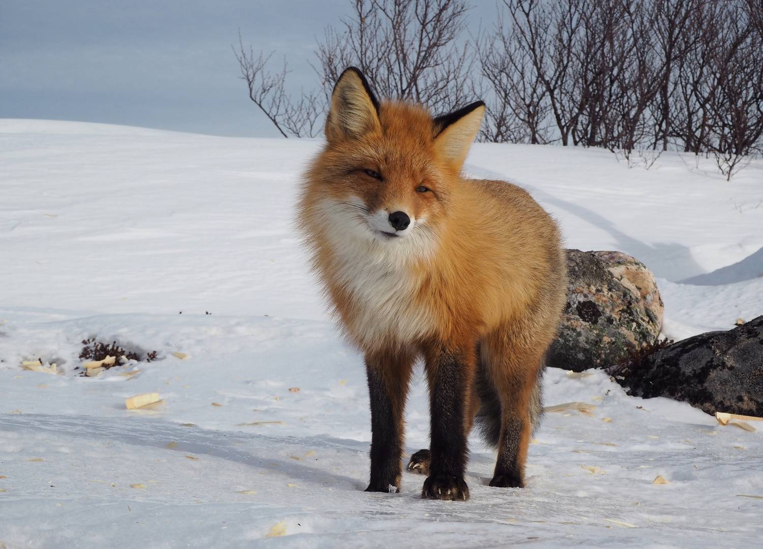, Яковлев Евгений