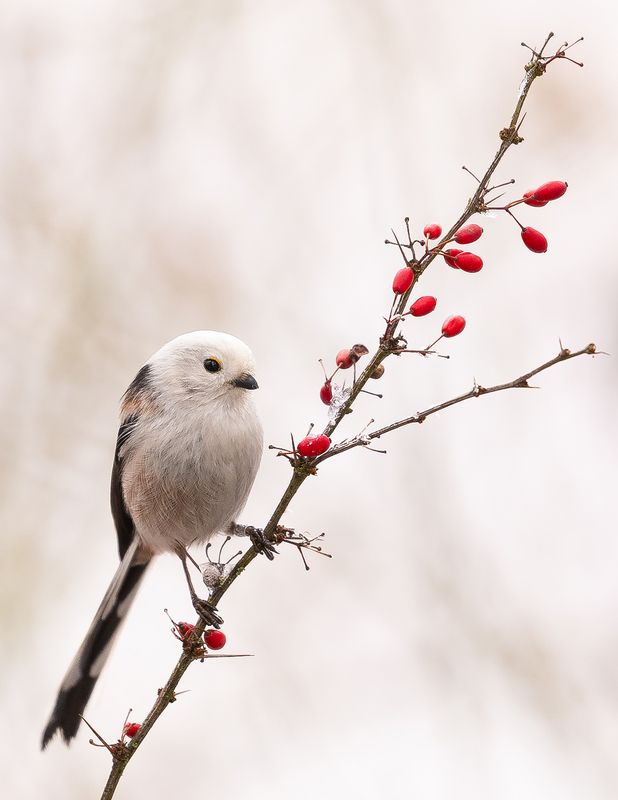 Long-tailed Ti фото превью