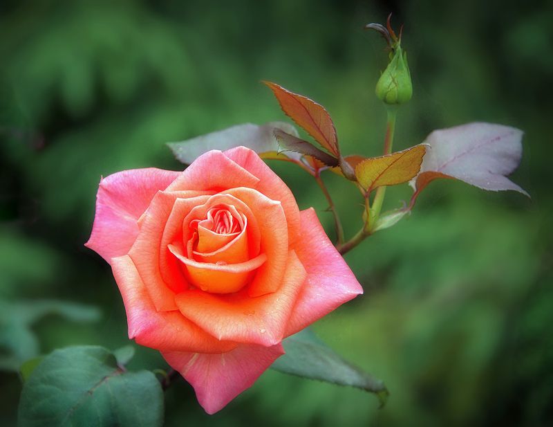 *** фото превью