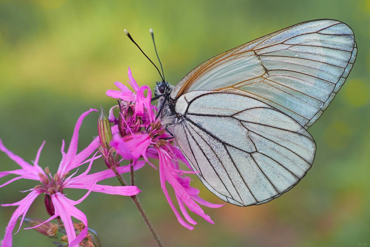 бабочка боярышница, Чи. Анатолий