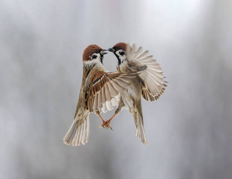 Противостояние фото превью