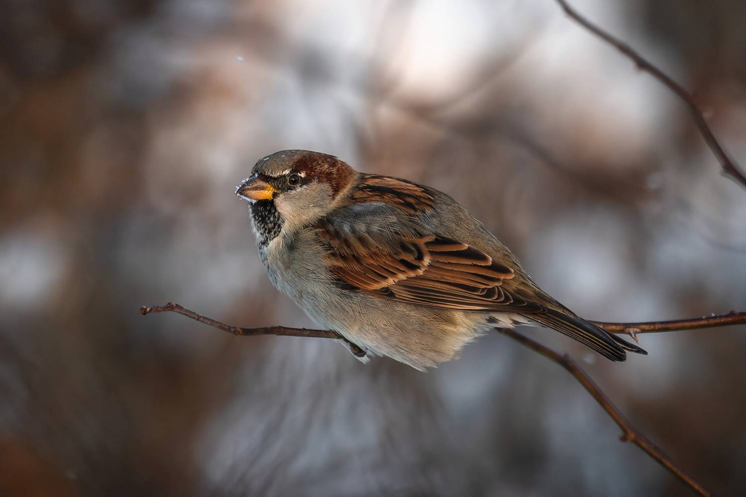 санкт-петербург, питер, природа, зима, природа России, птицы России, бердвотчинг, Татьяна Кормашова