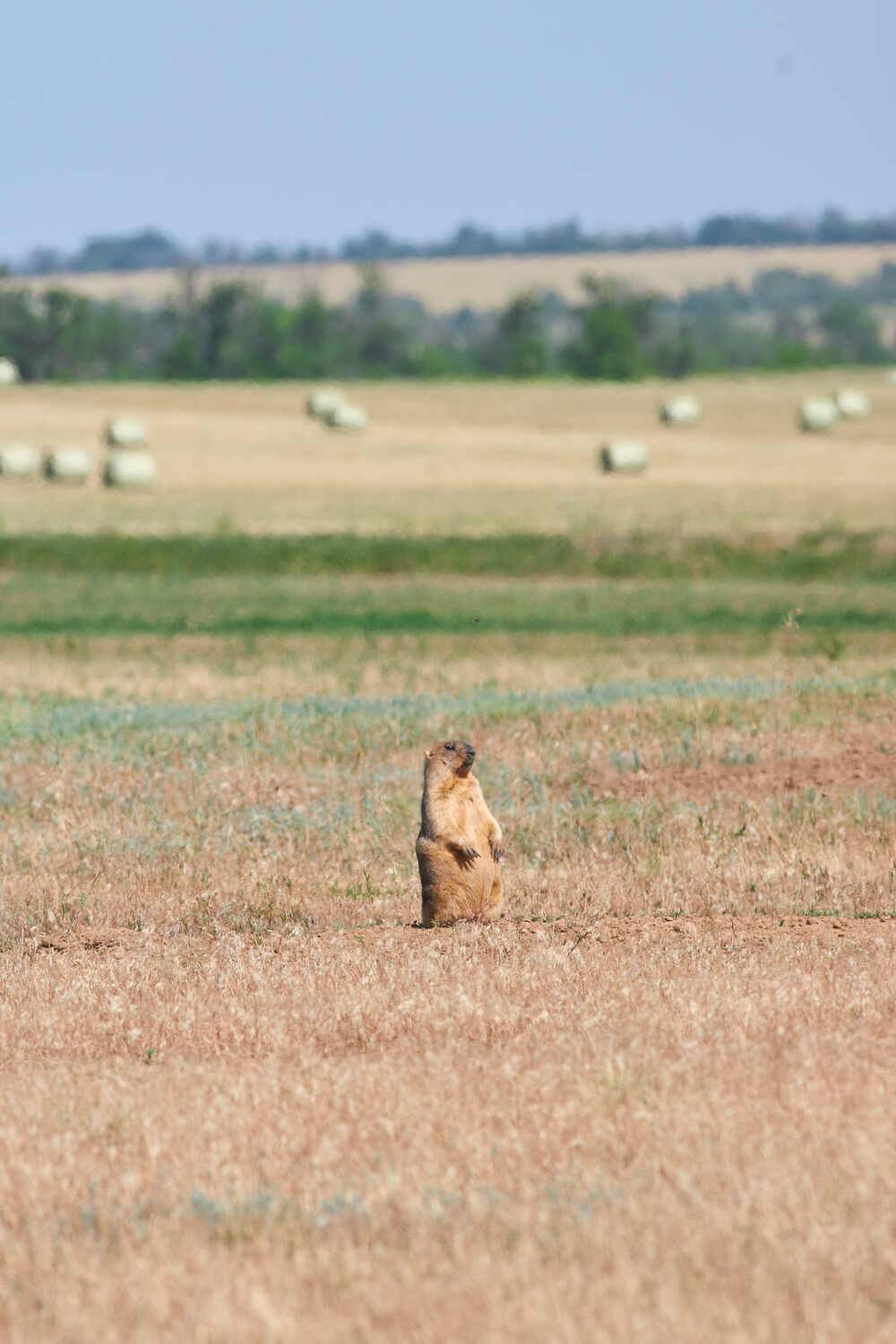 байбак, степной сурок, сурок, , Павел Сторчилов