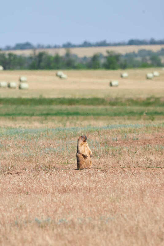 байбак, степной сурок, сурок,  Главный по уборке урожая фото превью