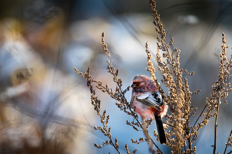 урагус фото превью