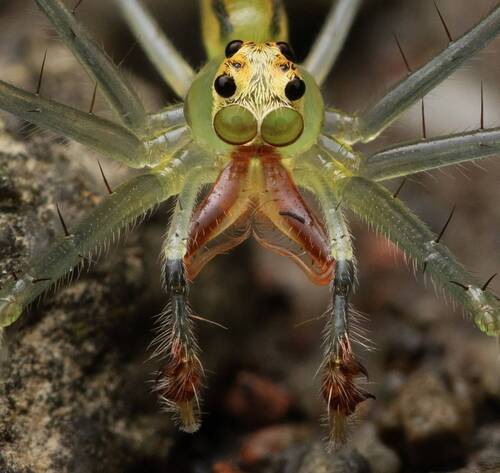 Lyssomanes patens jumping spider