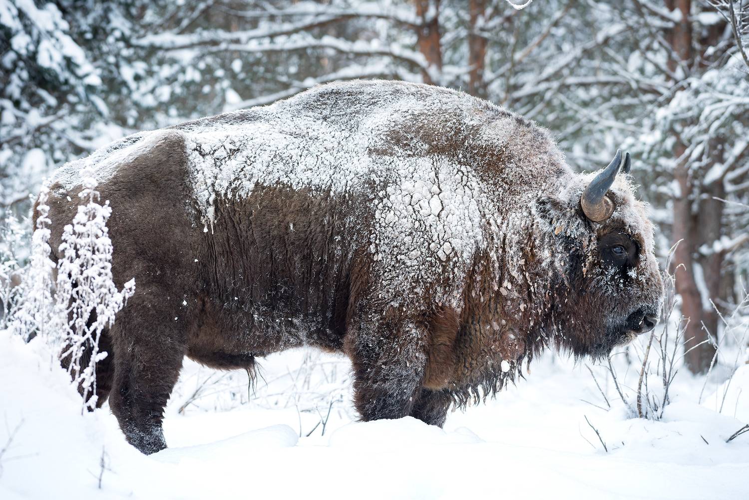 зубр, заповедник, калужские засеки, природа, european bison, bison, nikon, wildlife, игорь зубков, Игорь Зубков