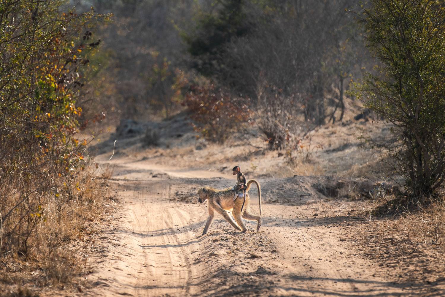 , Николаев Дмитрий